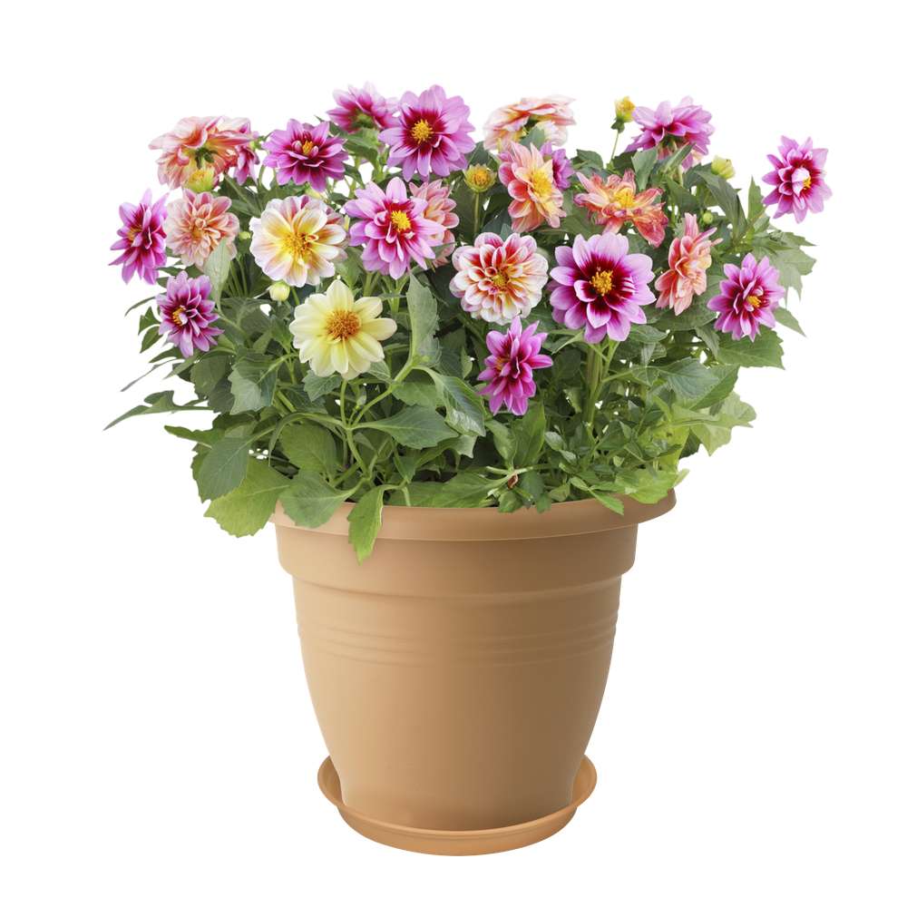 Green Basics Soucoupe 29