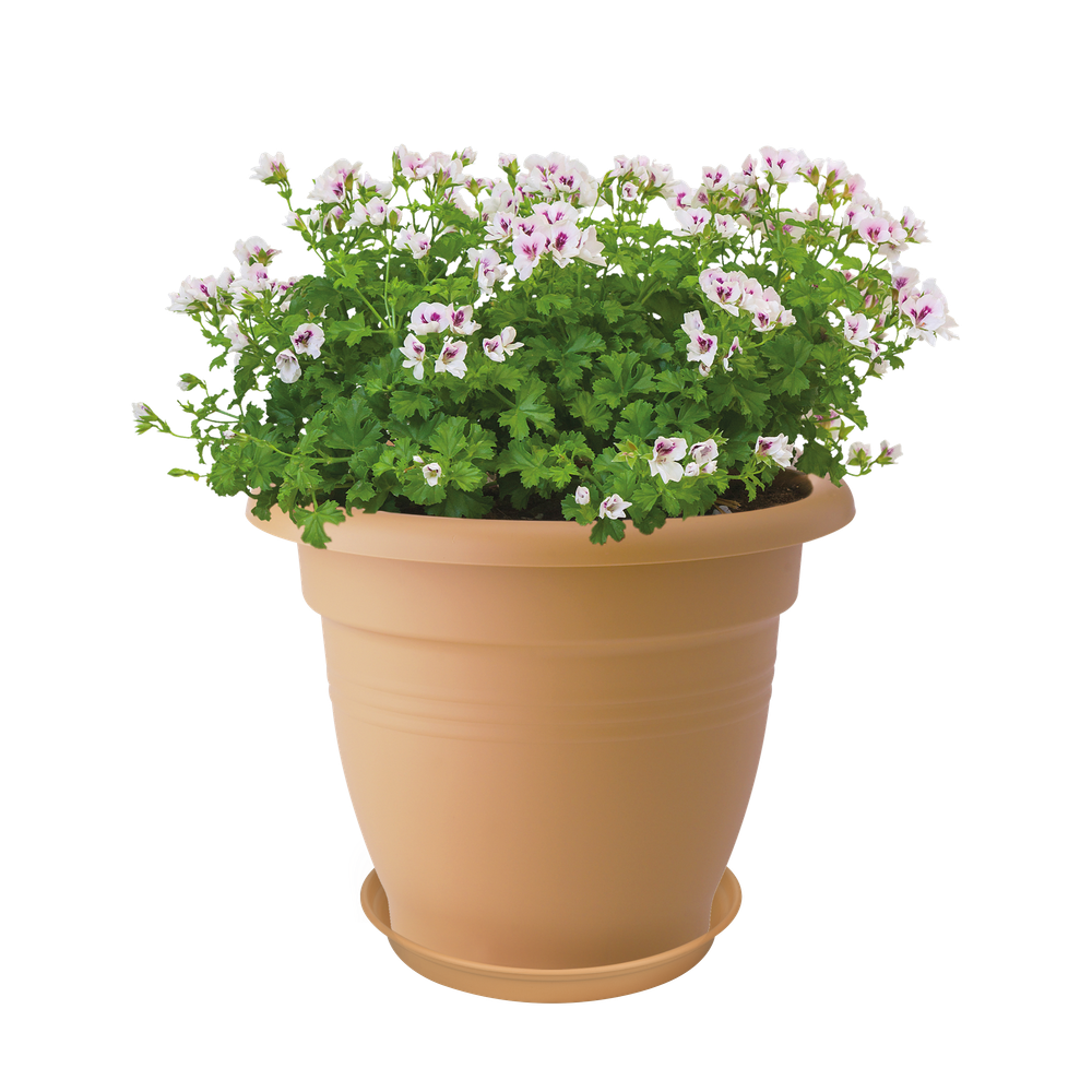 Green Basics Soucoupe 34