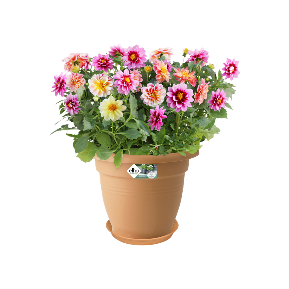 Green Basics Soucoupe 29