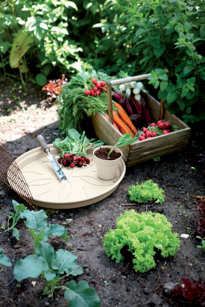 Green Basics Soucoupe 14