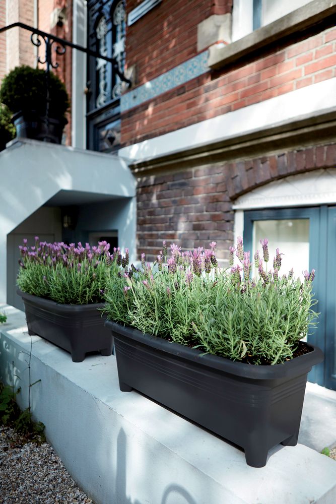 Green Basics Grand 60