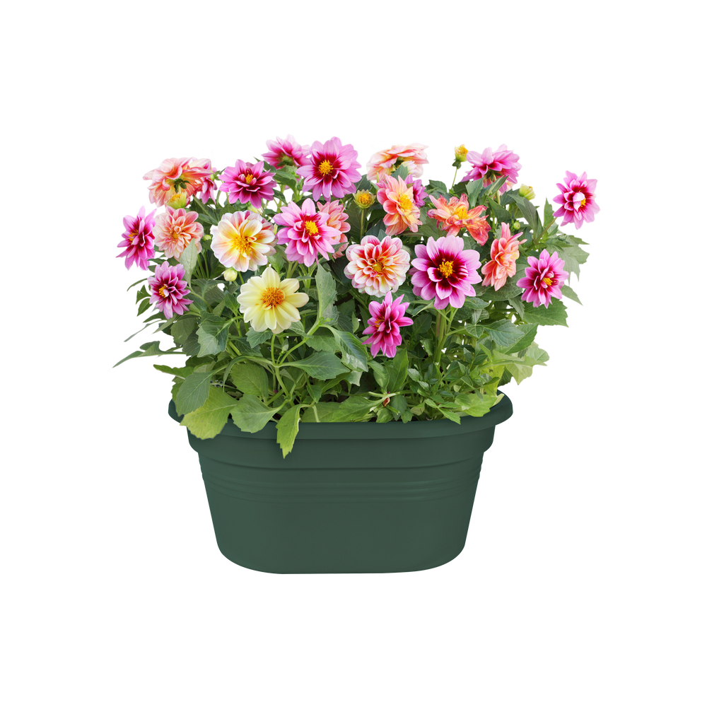 Green Basics Mural 30