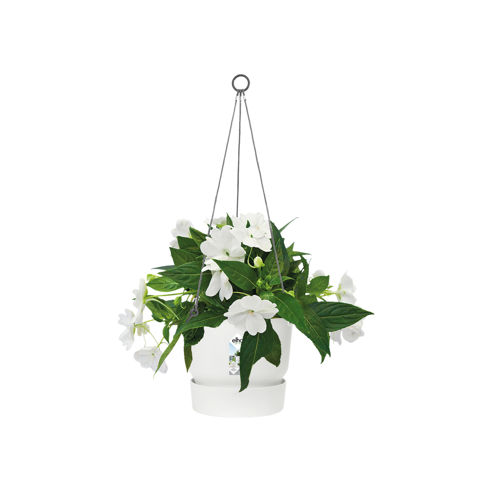 Greenville Suspension 24