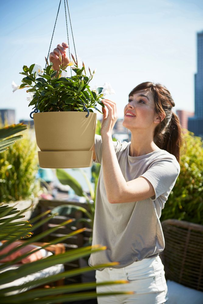 Greenville Suspension 24