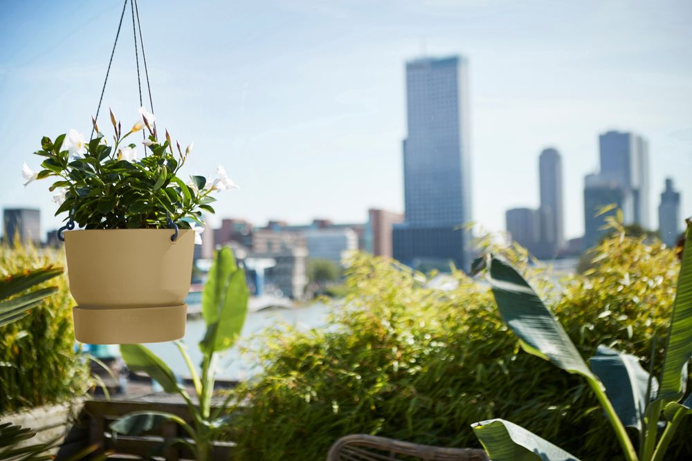 Greenville Suspension 24