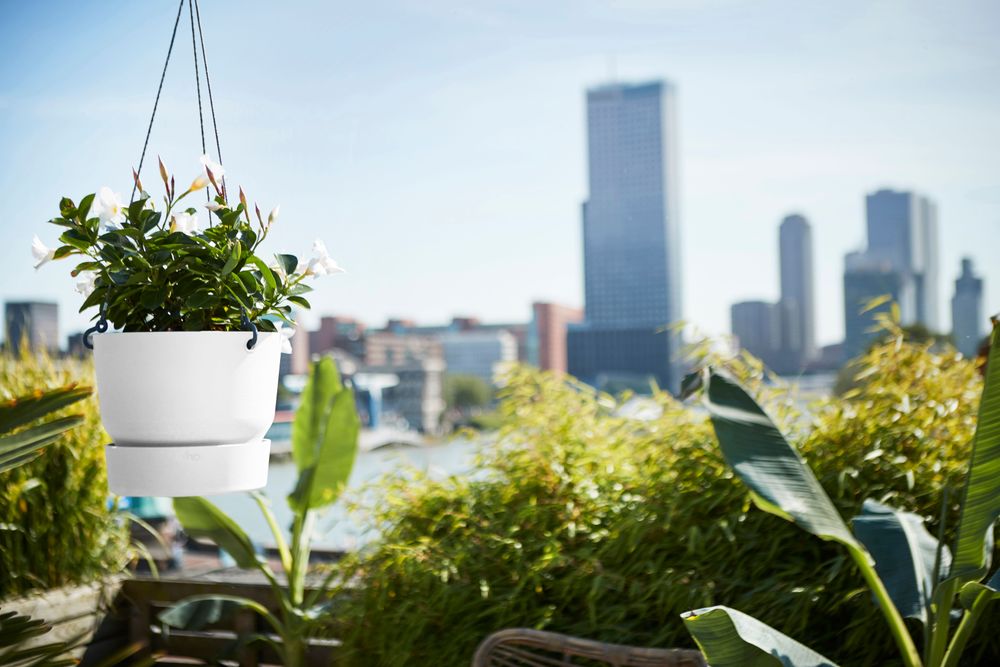 Greenville Suspension 24