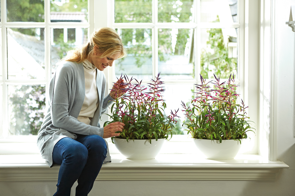 Brussels Diamond Ovale 46