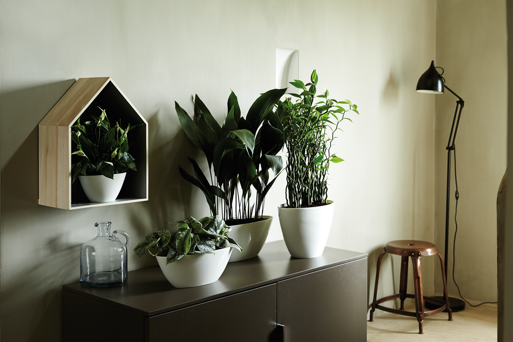 Brussels Diamond Ovale 20