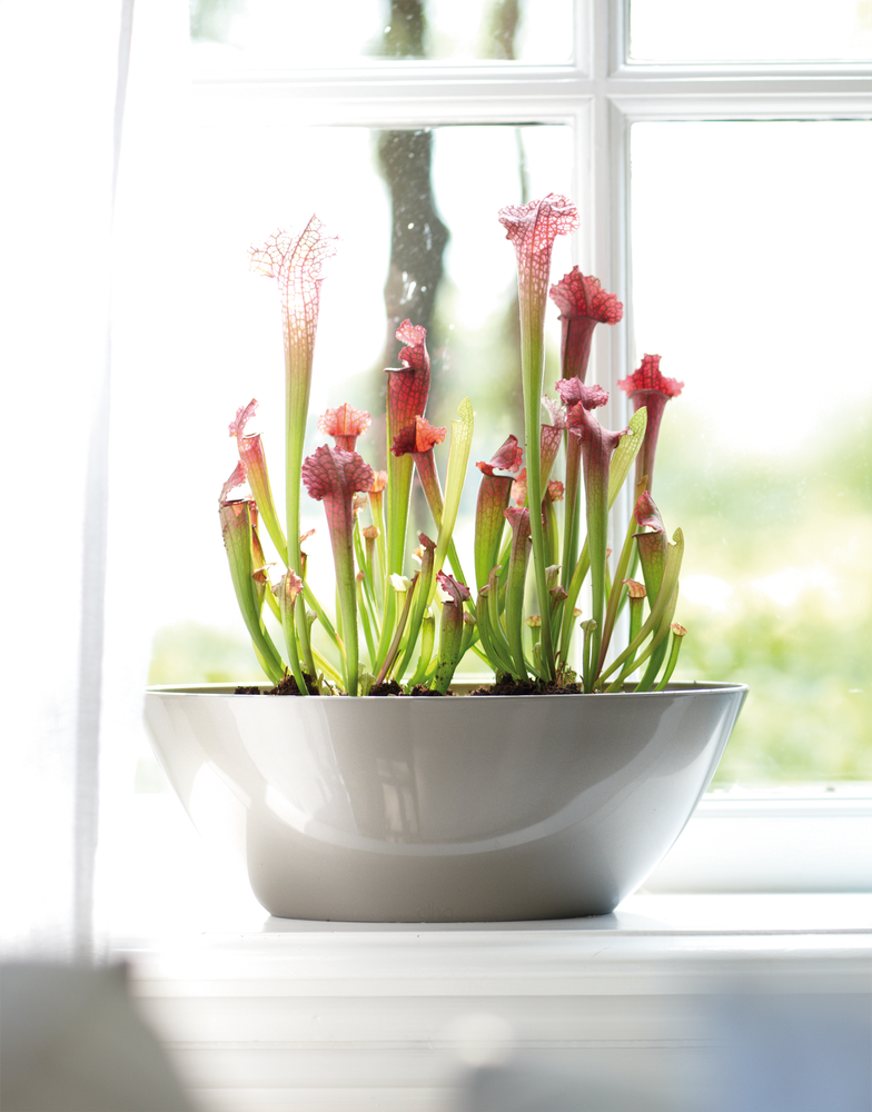 Brussels Diamond Ovale 46