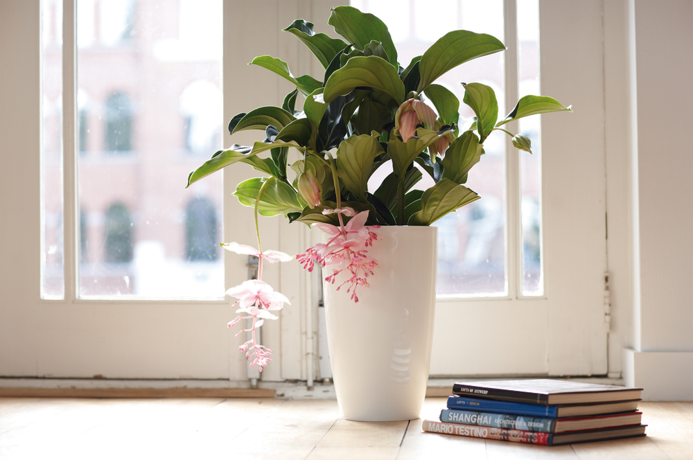 Brussels Diamond Rond Haut 32