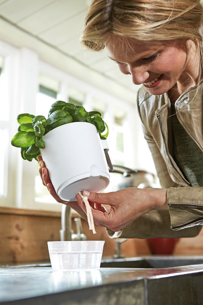 Brussels Herbes Allin1 13