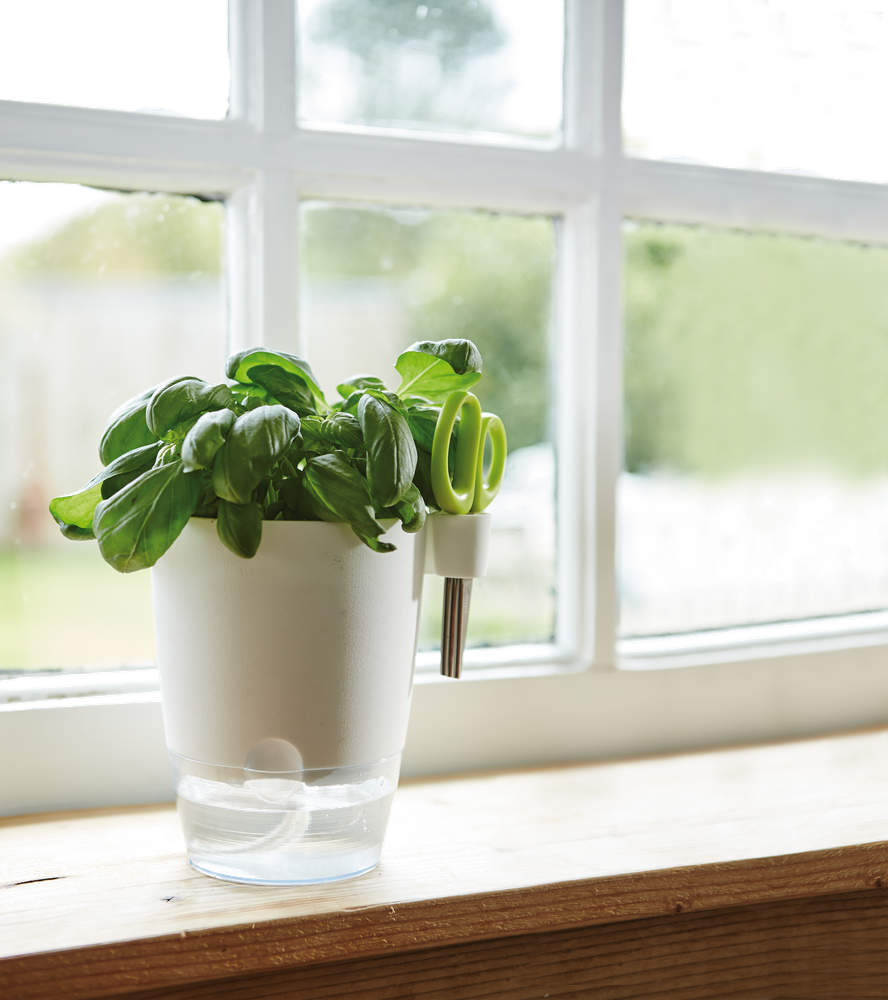 Brussels Herbes Allin1 13