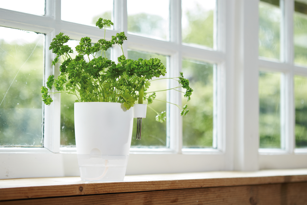 Brussels Herbes Allin1 13