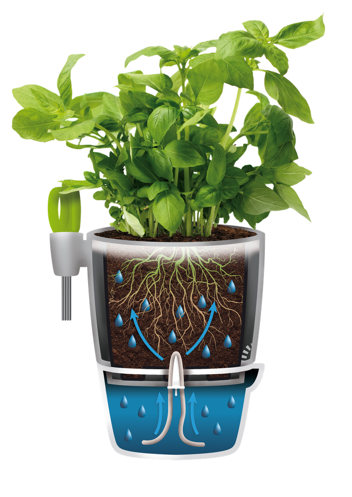 Brussels Herbes Allin1 13