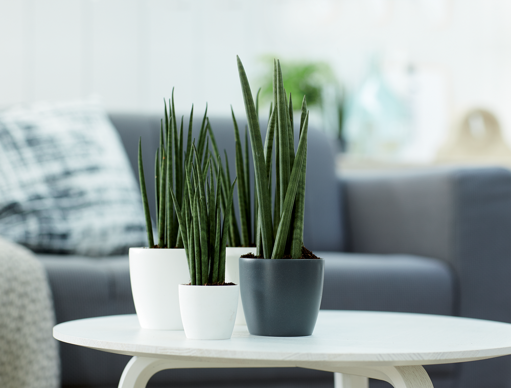 Brussels Rond Mini 10,5