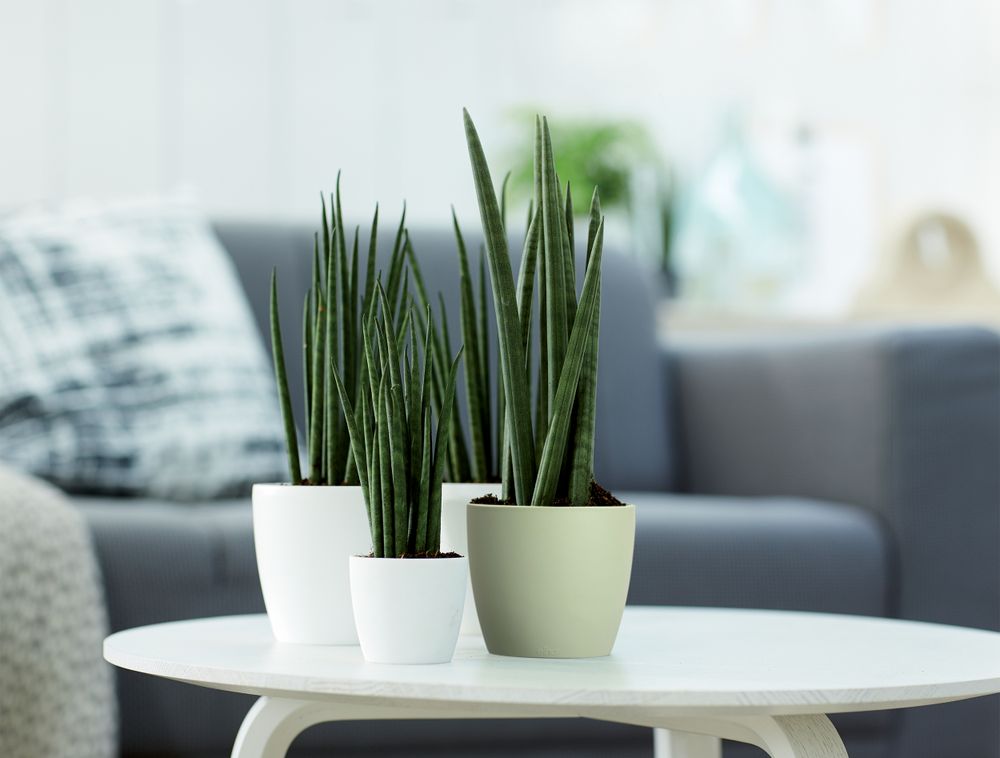 Brussels Rond Mini 12,5