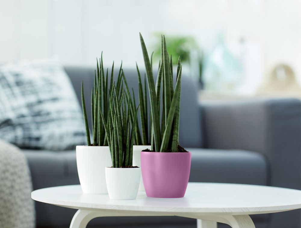 Brussels Rond Mini 12,5