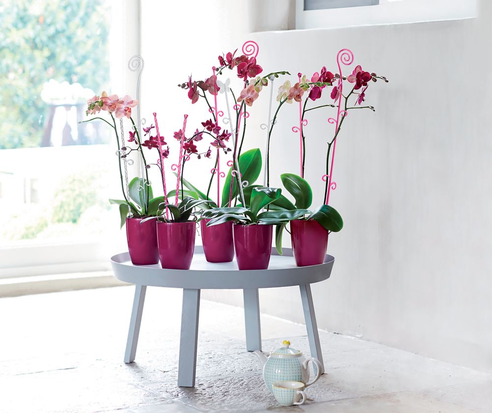 Orchideco Papillon 53