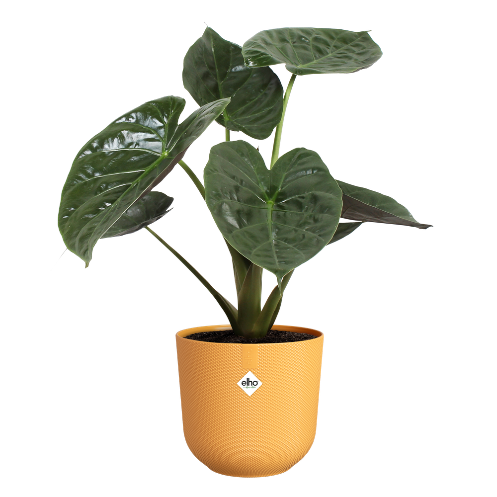 BNDL Jazz Rond 14,16,19