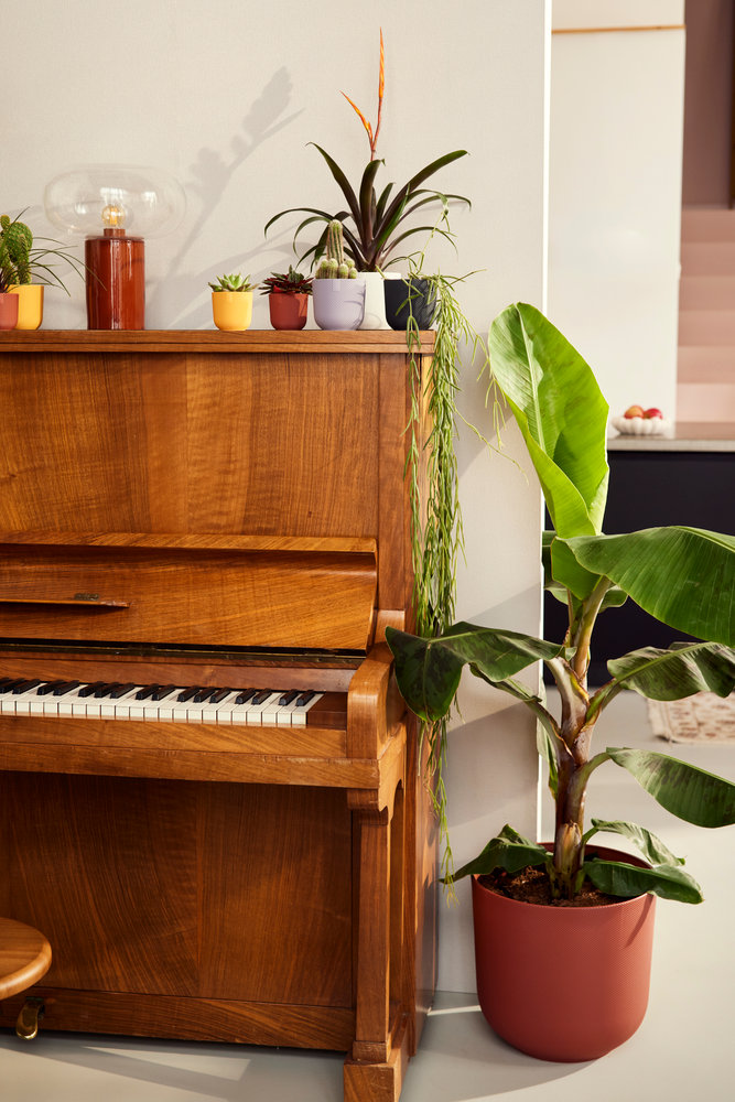 Jazz Rond Mini 11
