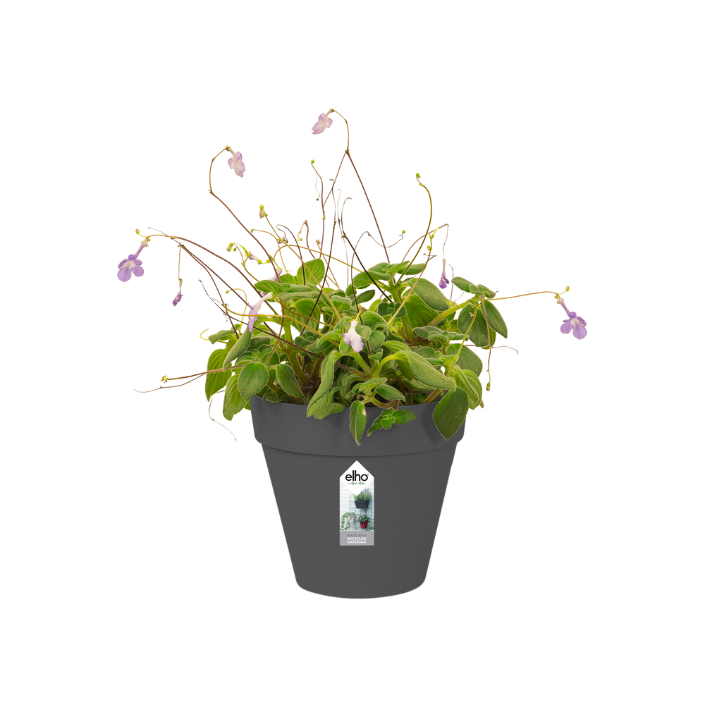 Loft Urban Green Wall Single 15