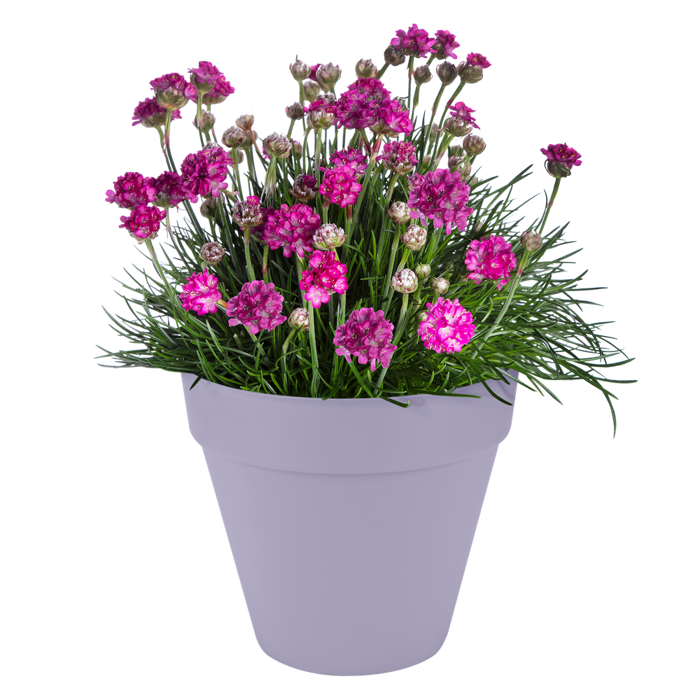 Loft Urban Rond Roues 50