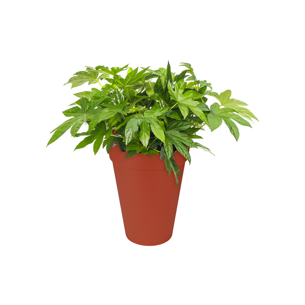 Loft Urban Rond Haut 35