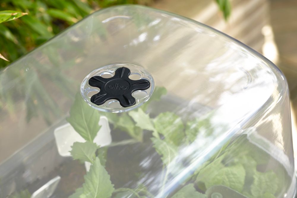 Noa Potager Sur Pied