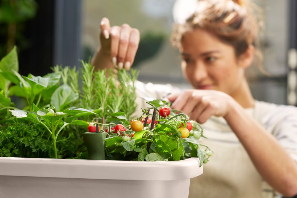 Noa Potager Sur Pied