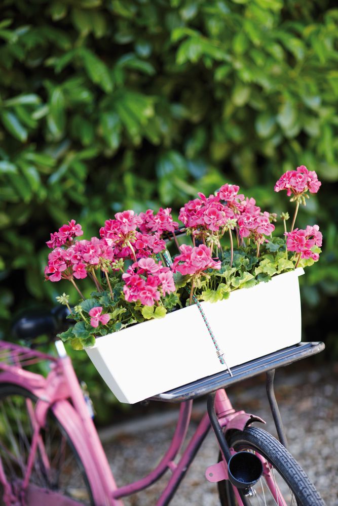 Barcelona Balconnière 50