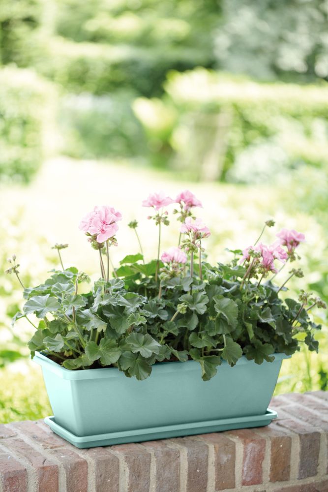 Barcelona Balconnière 50