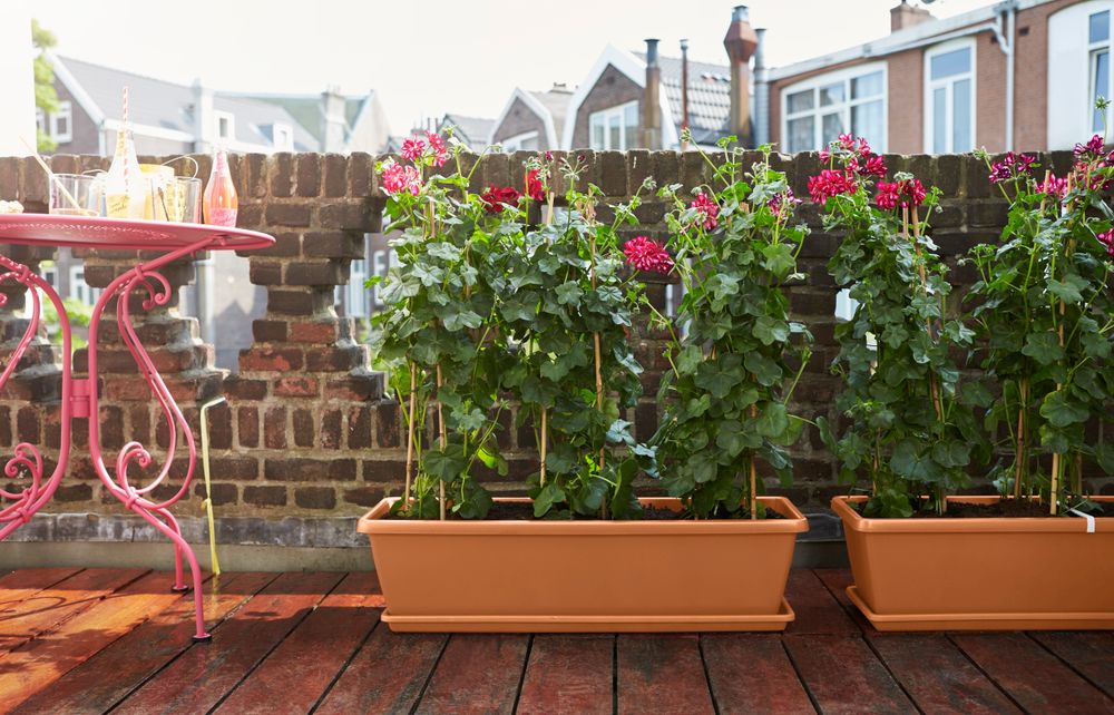 Barcelona Xl Allin1 55