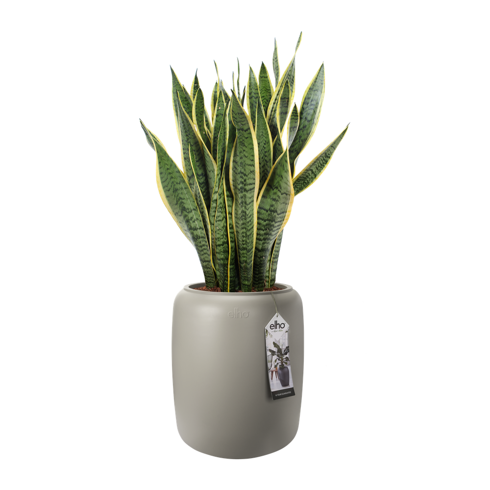 Pure Beads Medium 40