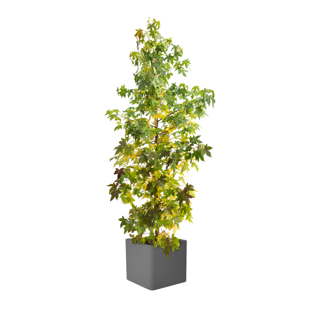 Pure Soft Brick Wheels 40