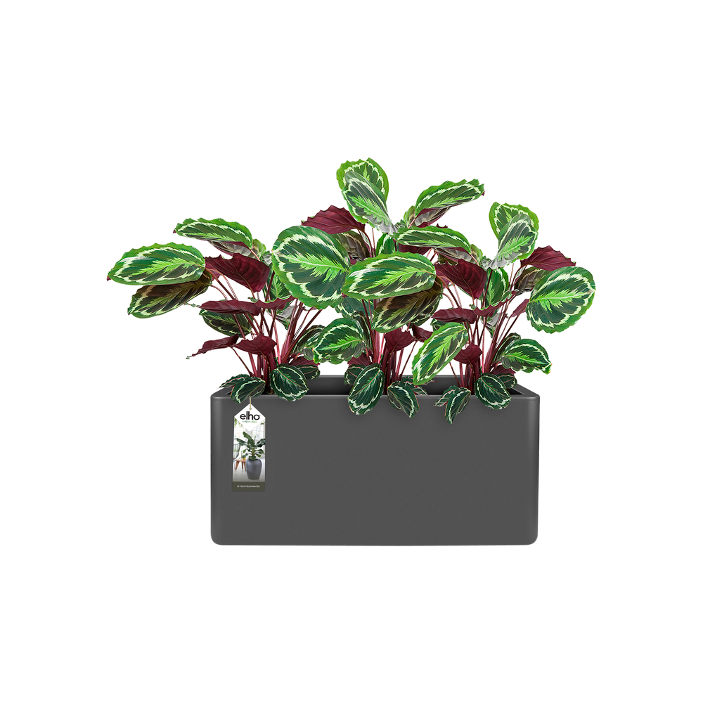 Pure Soft Brick Long Wheels 80