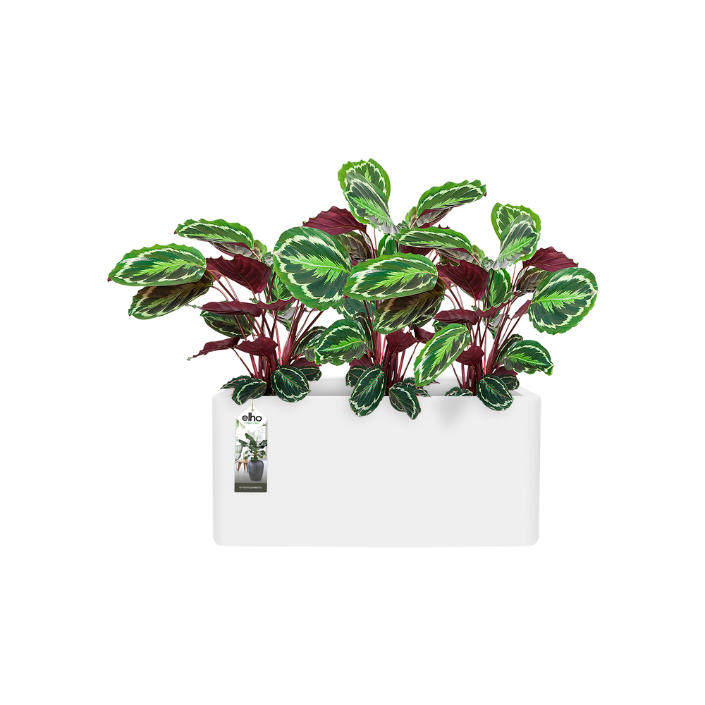 Pure Soft Brick Long Wheels 80