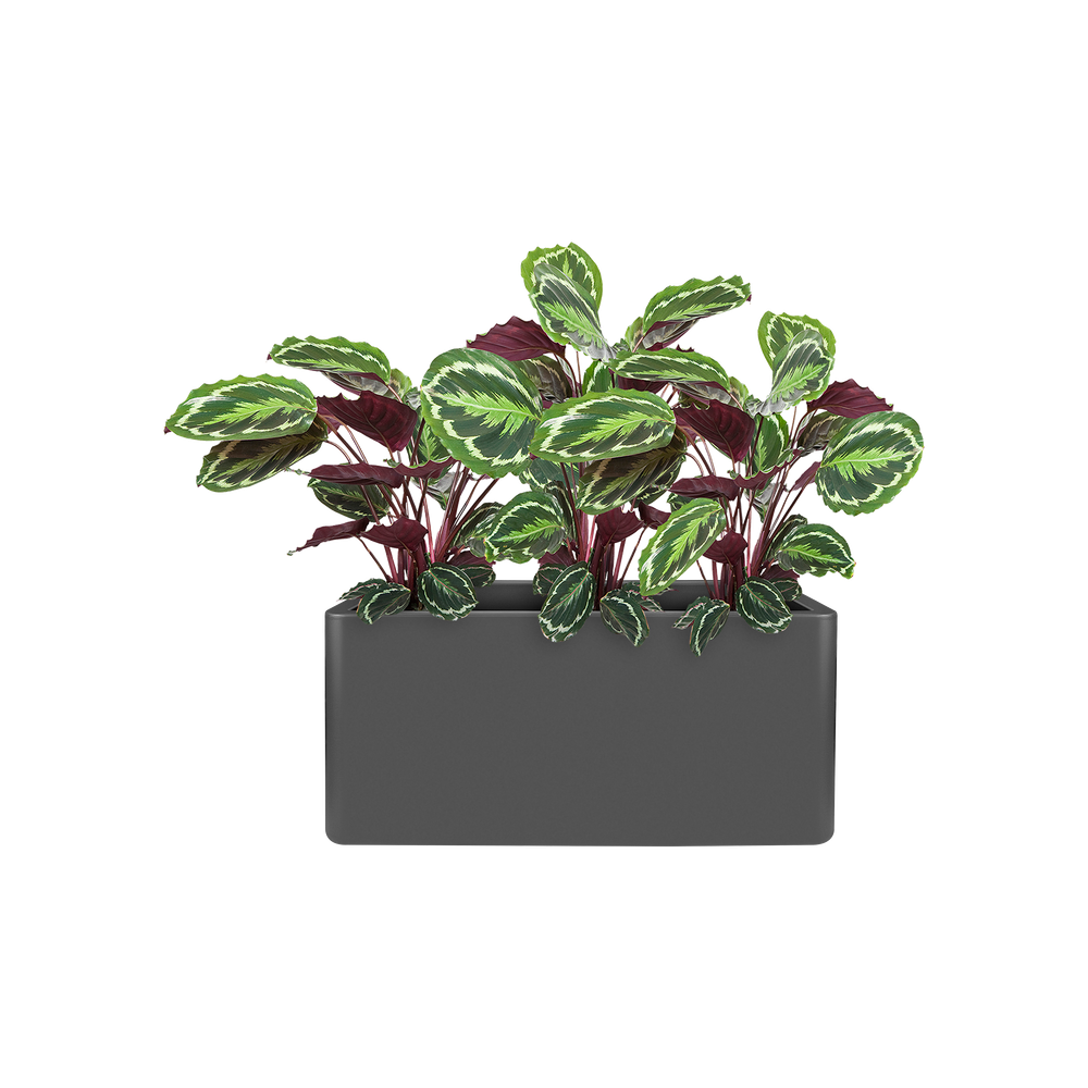 Pure Soft Brick Long Wheels 80