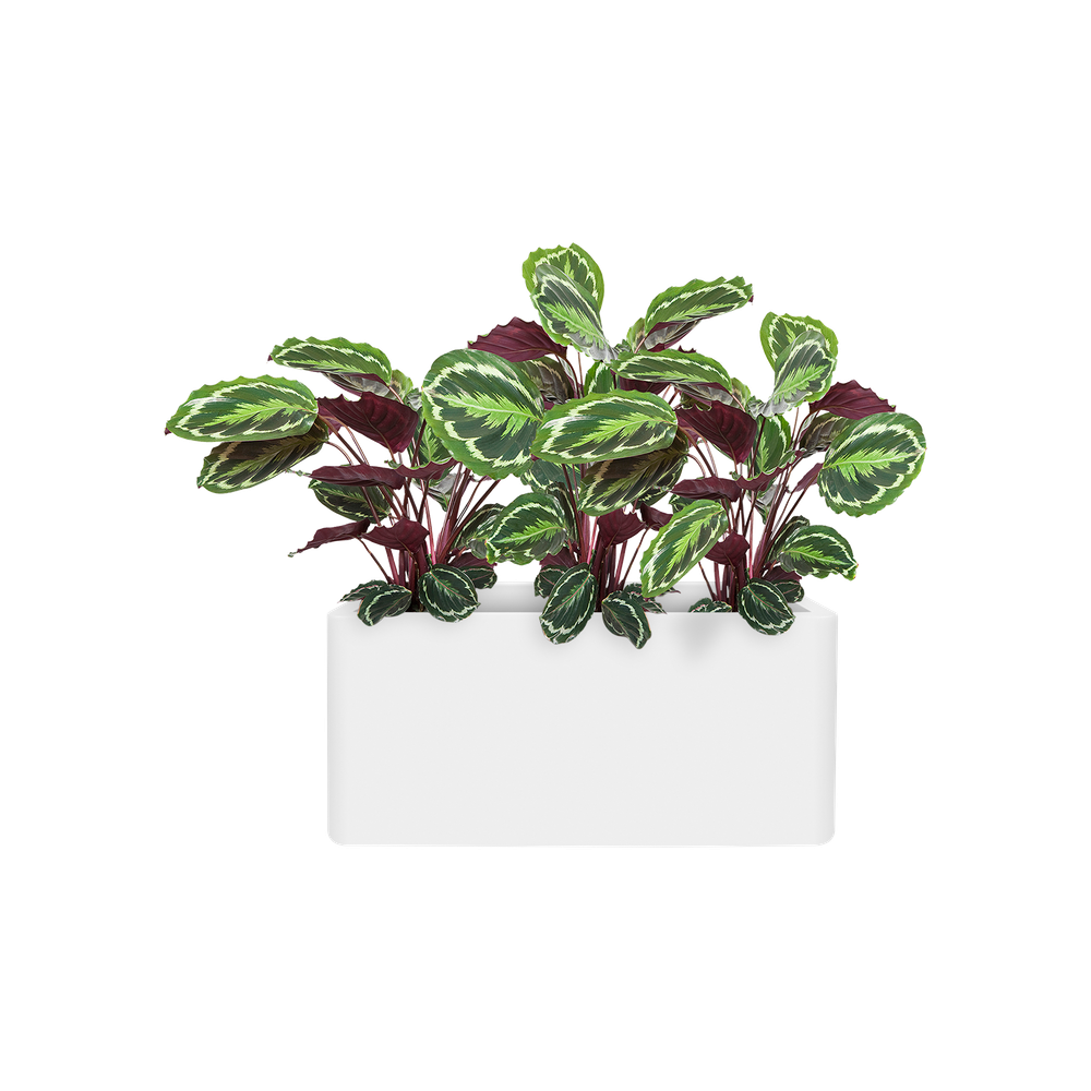 Pure Soft Brick Long Wheels 80