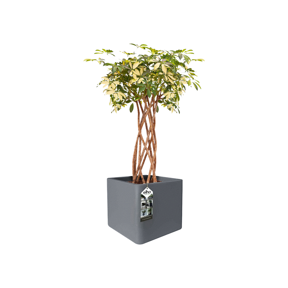 Pure Soft Brick Wheels 40