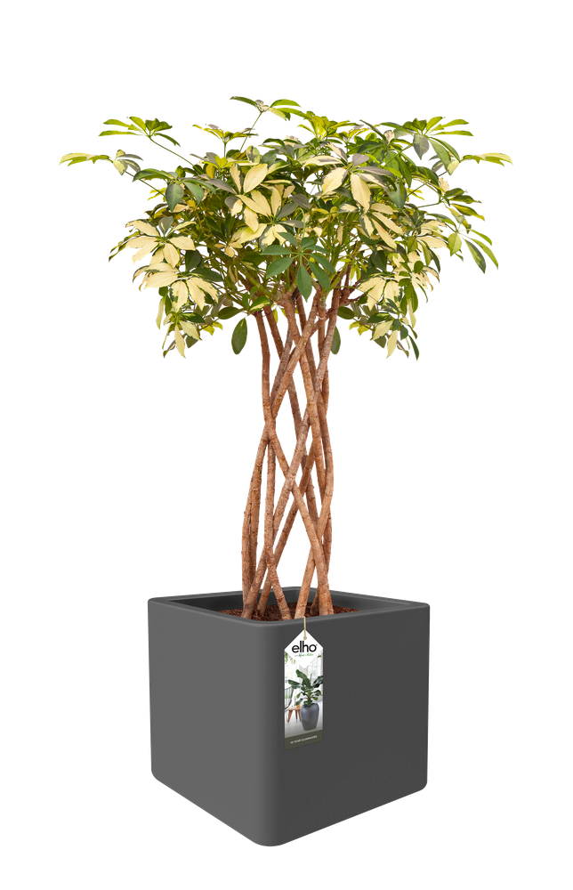 Pure Soft Brick Wheels 40