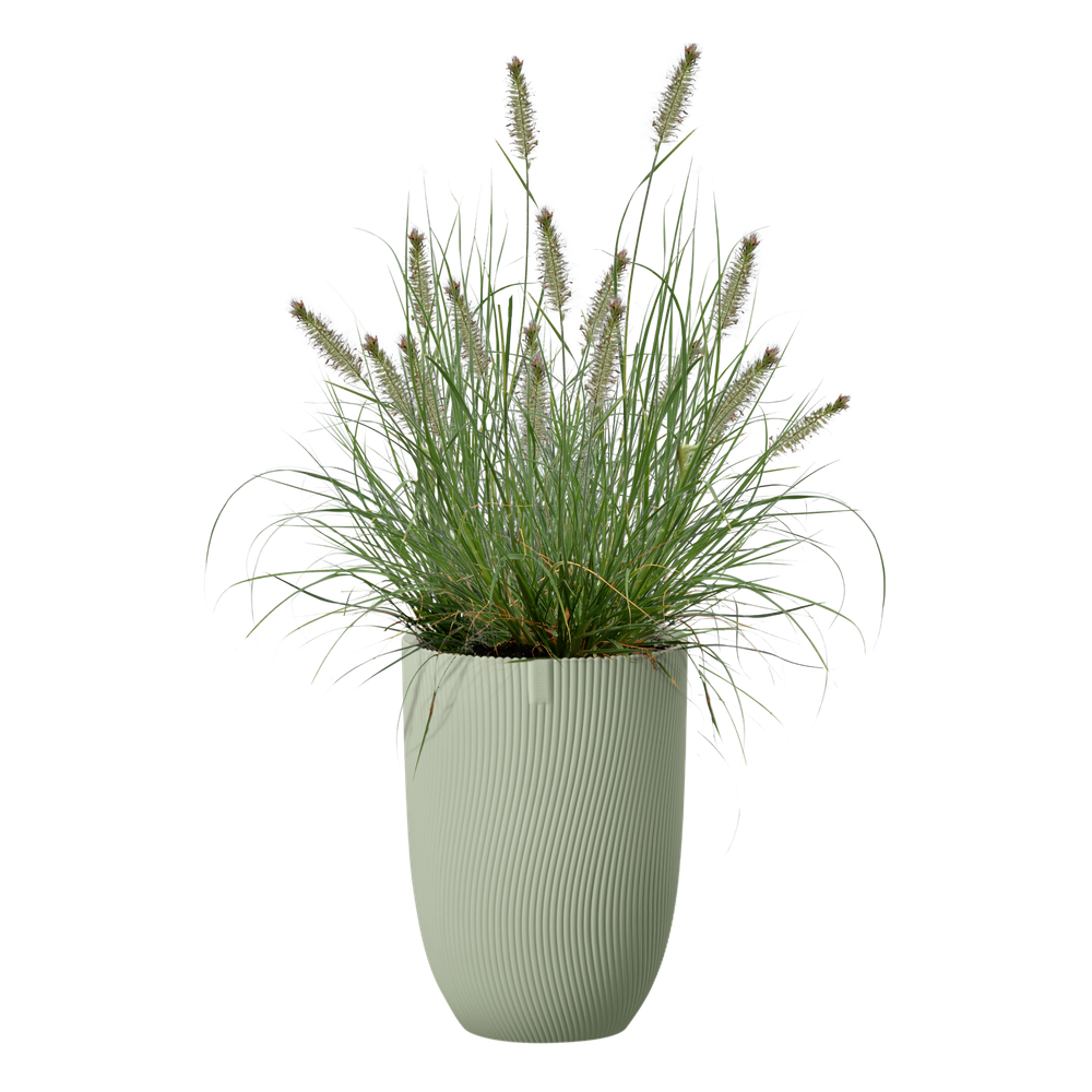 Sereh Haut 30
