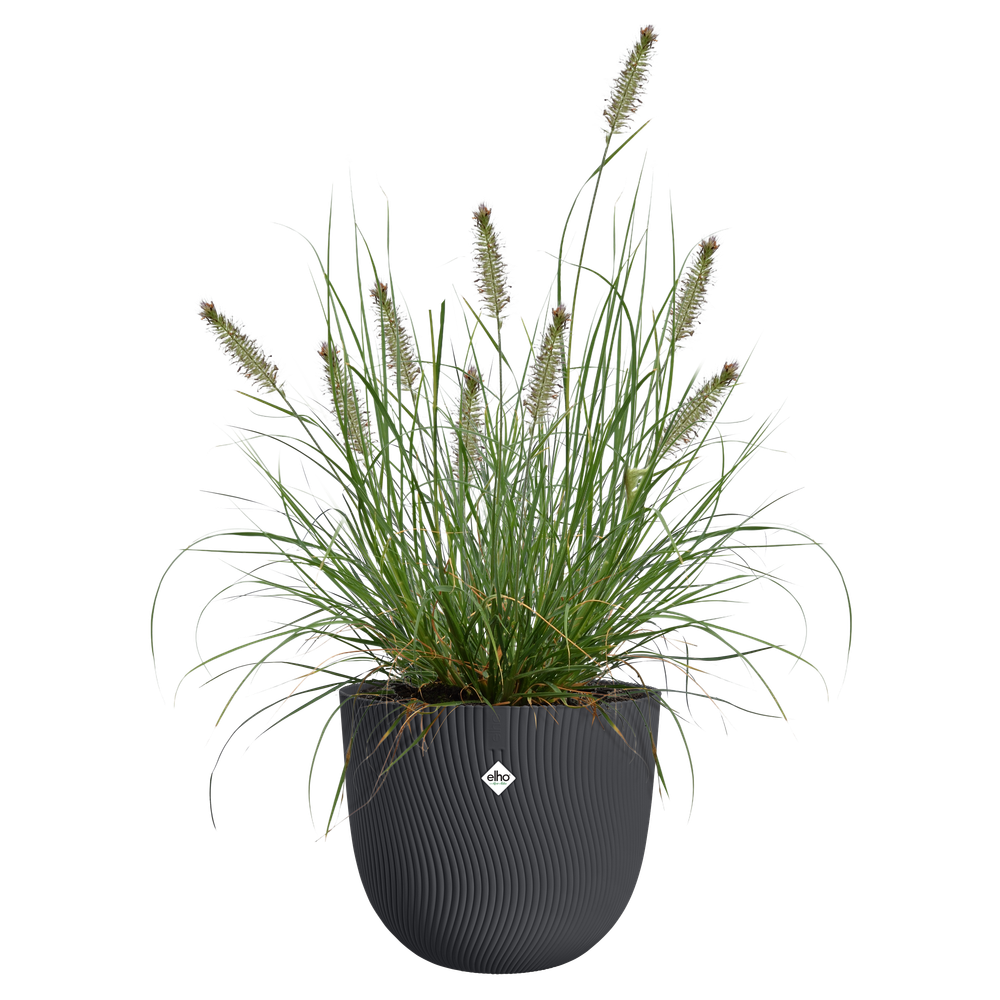 Sereh Rond 40