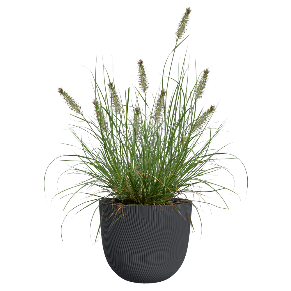 Sereh Rond 40