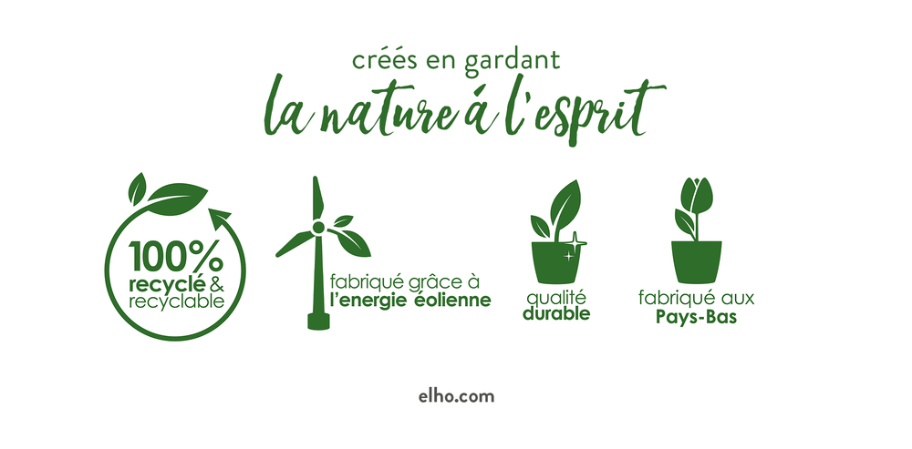 Brussels Orchidée Duo 25