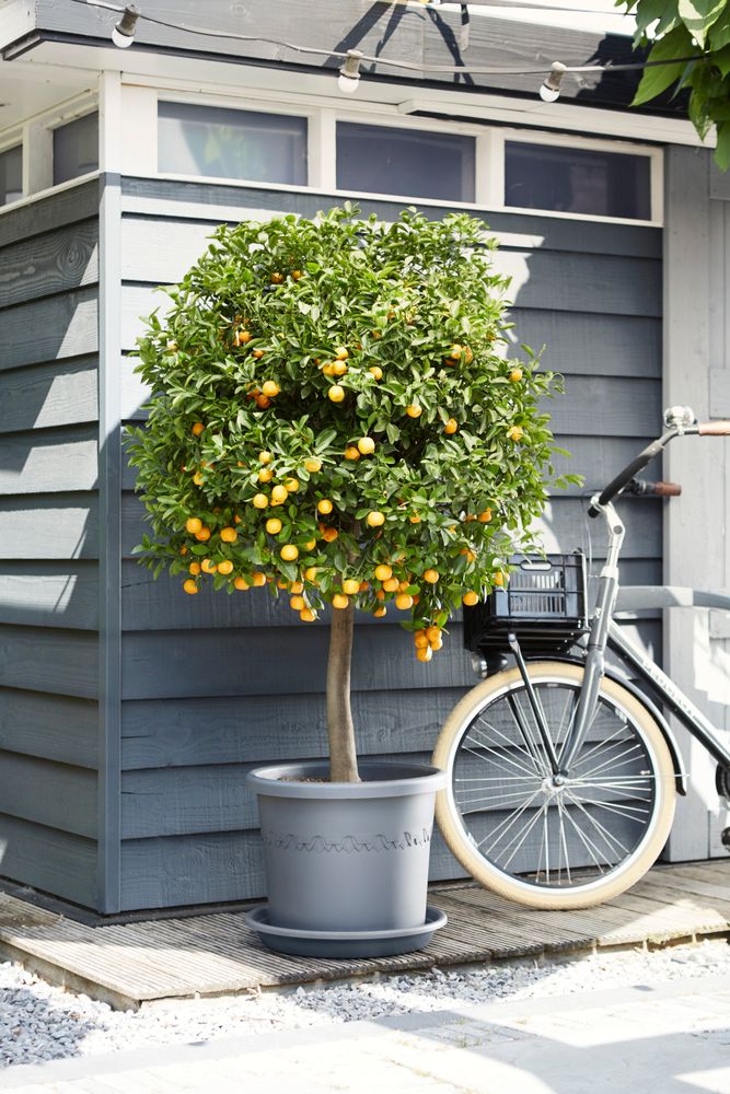 Soucoupe Universelle Ronde 25