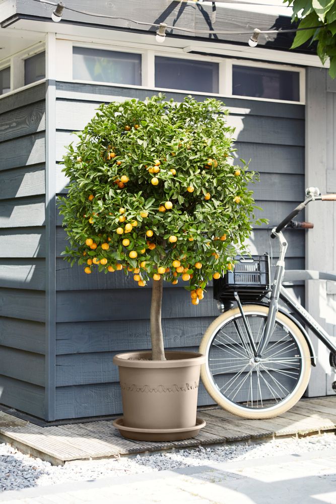 Soucoupe Universelle Ronde 48