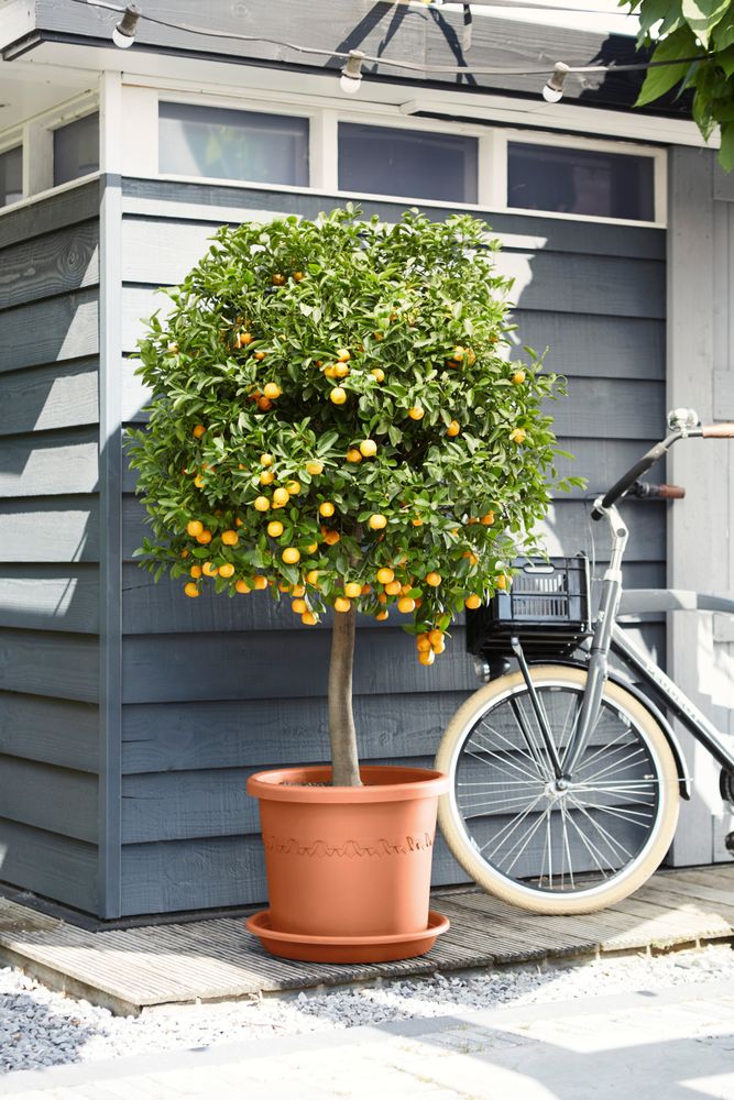 Soucoupe Universelle Ronde 48