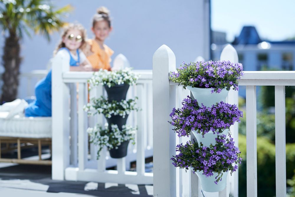 Corsica Forêt Vertical 24 Set/3