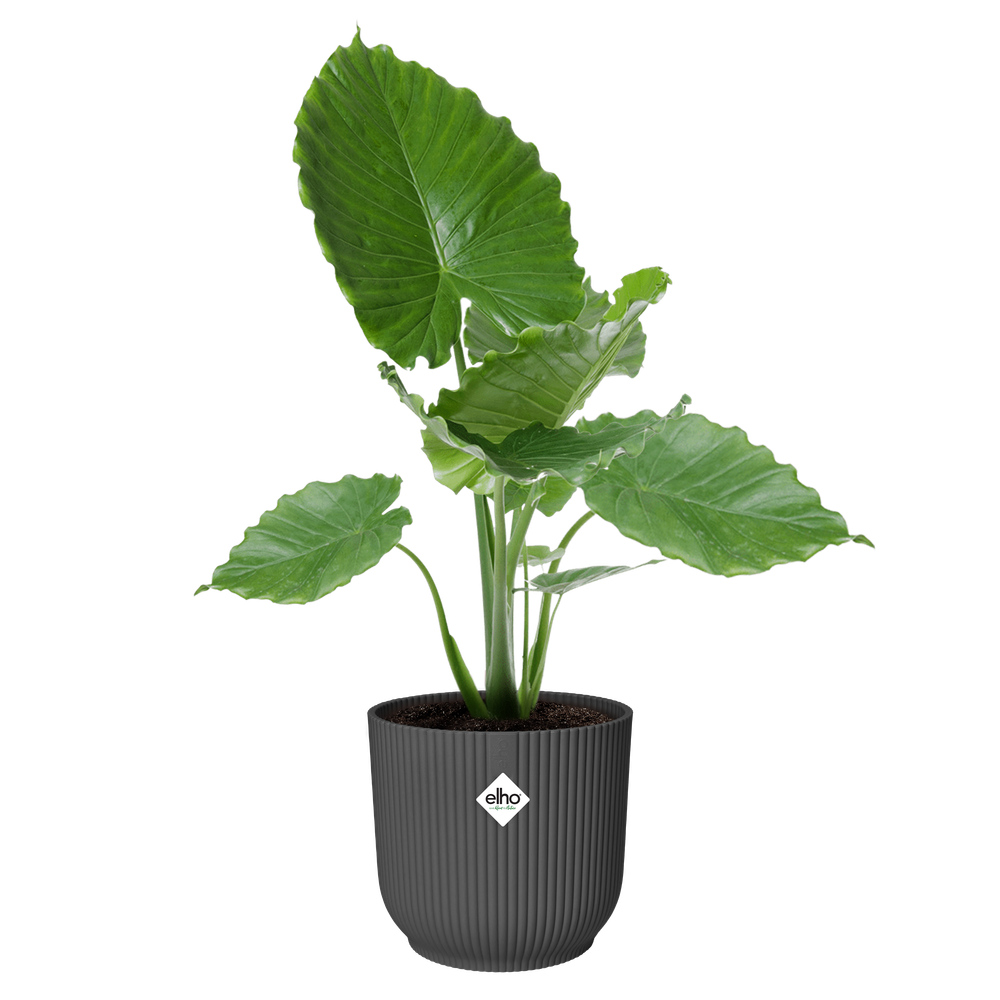 Vibes Fold Rond 35
