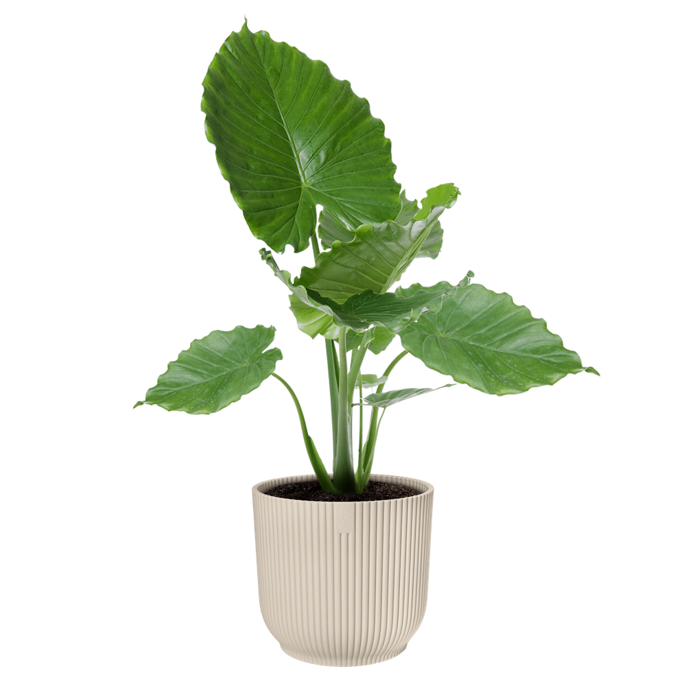 Vibes Fold Rond 35